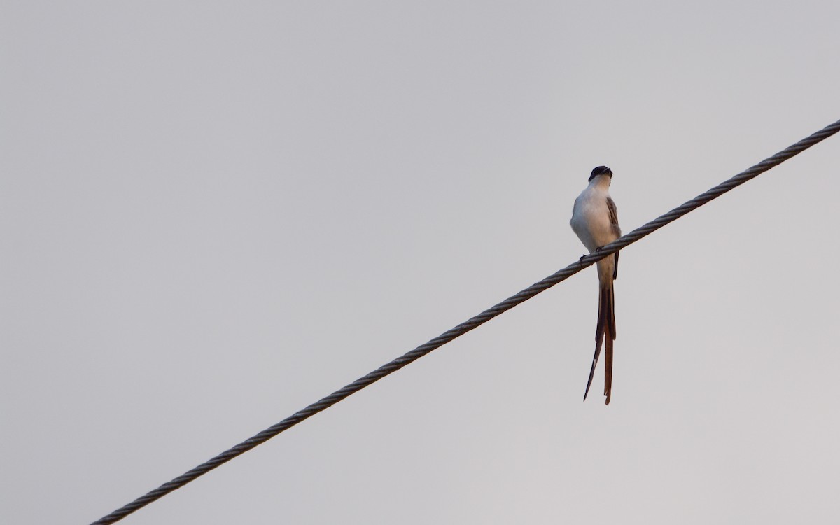 Fork-tailed Flycatcher - ML616275107