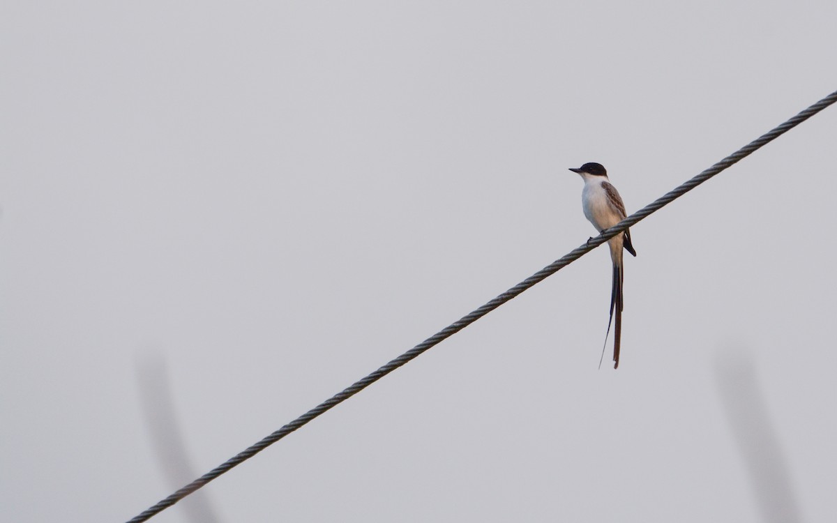 Fork-tailed Flycatcher - ML616275109