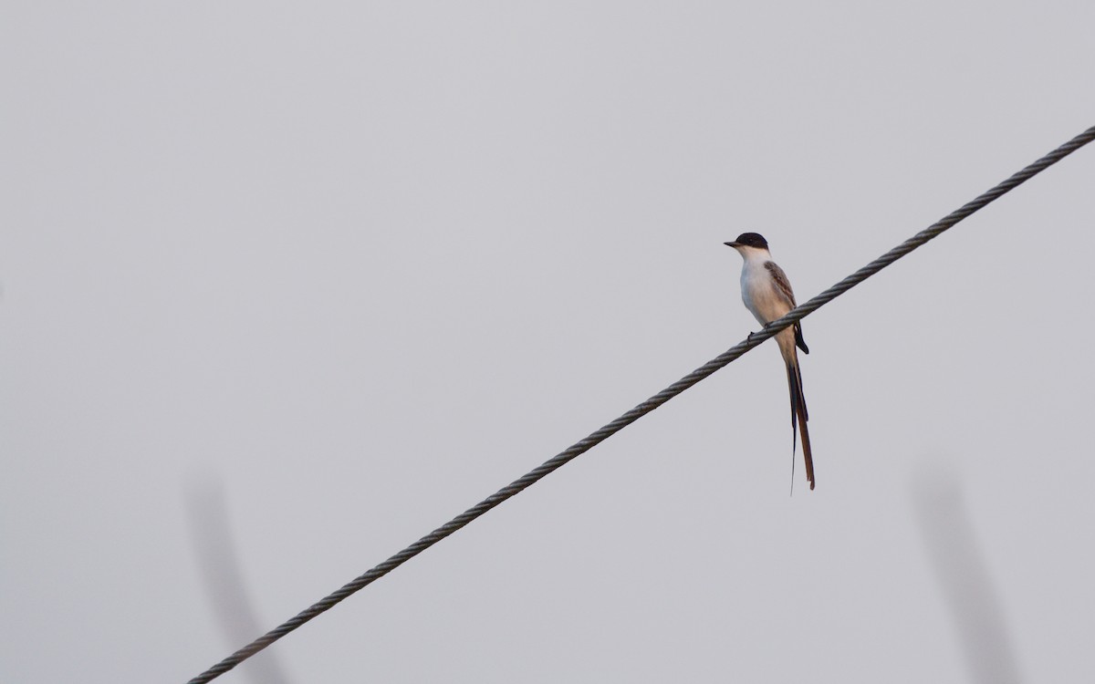 Fork-tailed Flycatcher - ML616275111