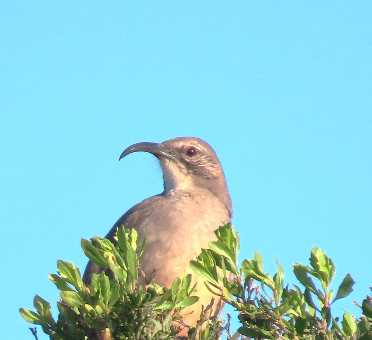 California Thrasher - Maggie Smith