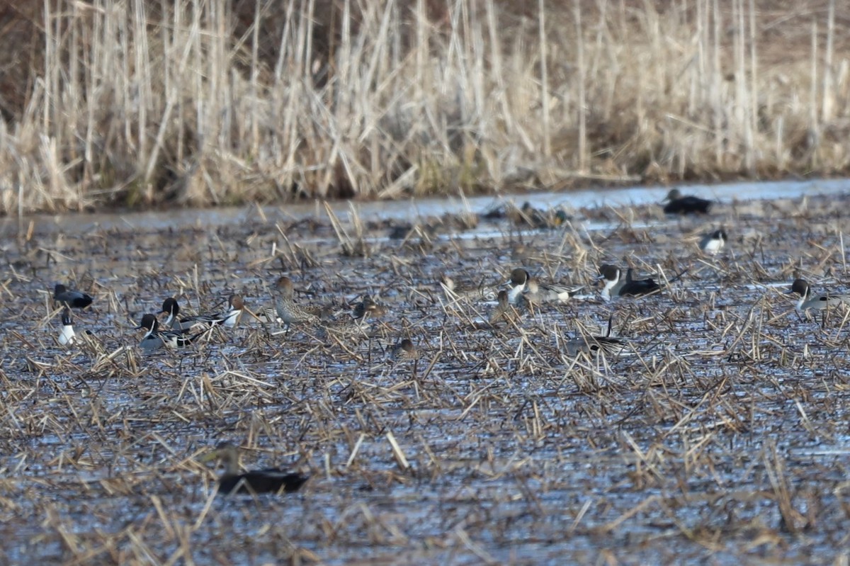 Northern Pintail - ML616275200