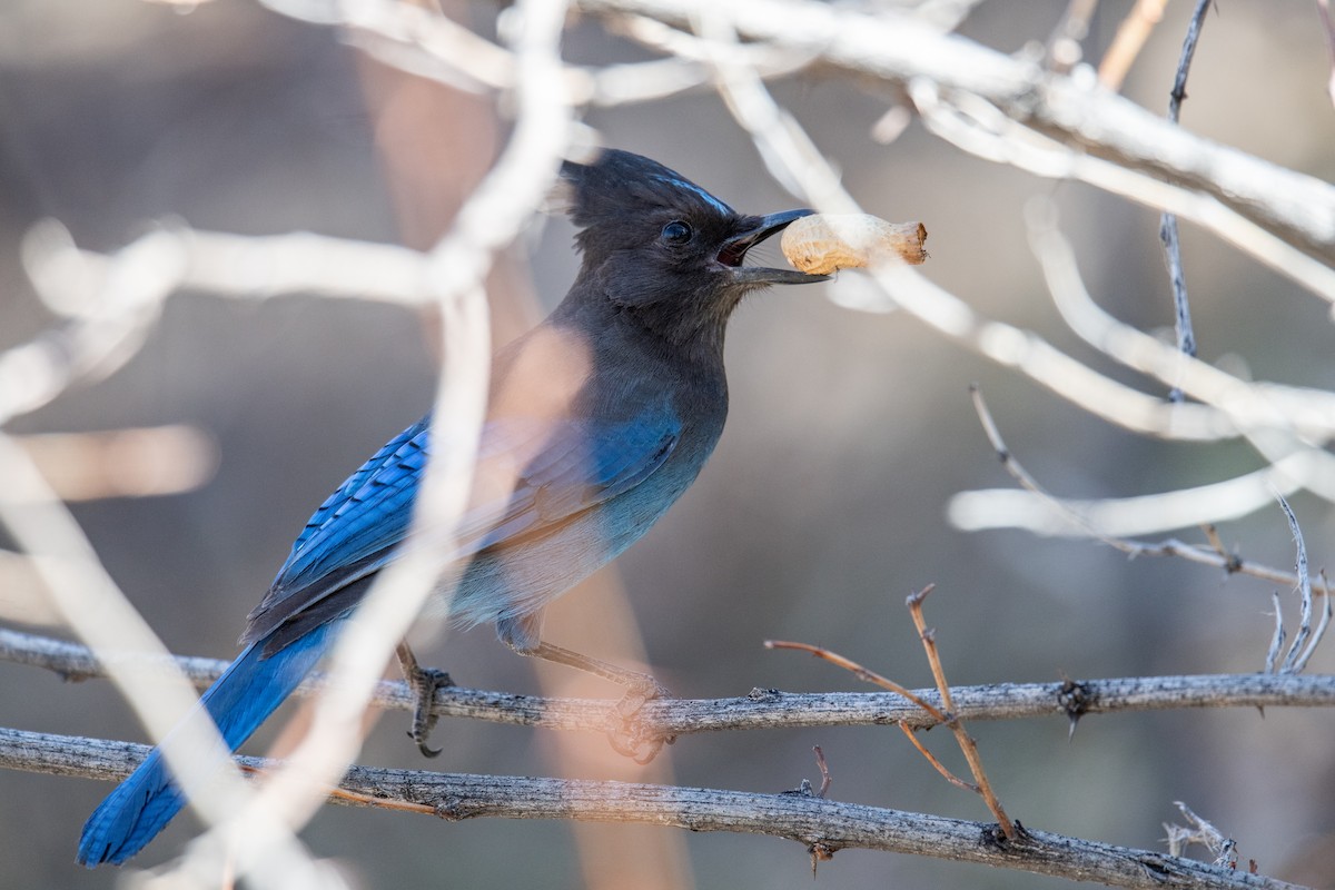 Steller's Jay - ML616275221