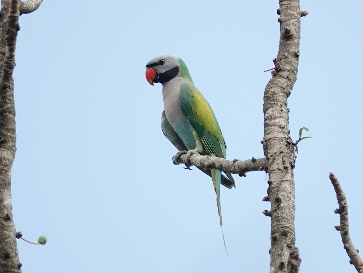 Red-breasted Parakeet - ML616275226