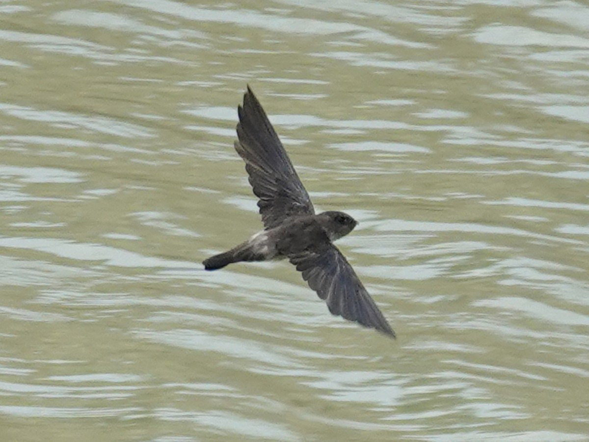 Germain's Swiftlet - ML616275241