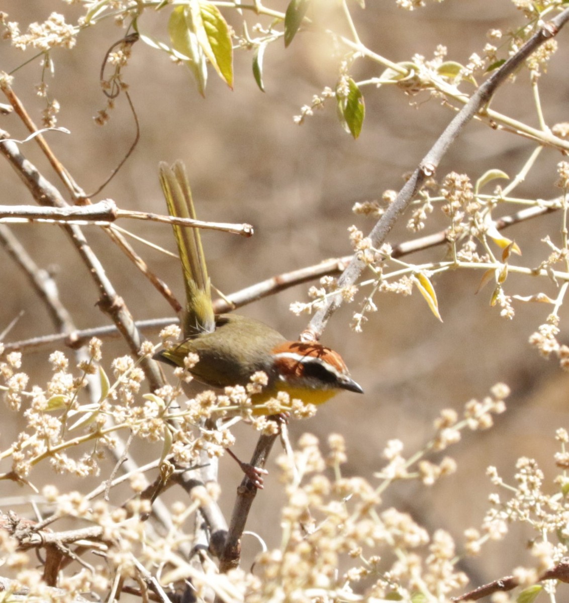 Rufous-capped Warbler - ML616275269