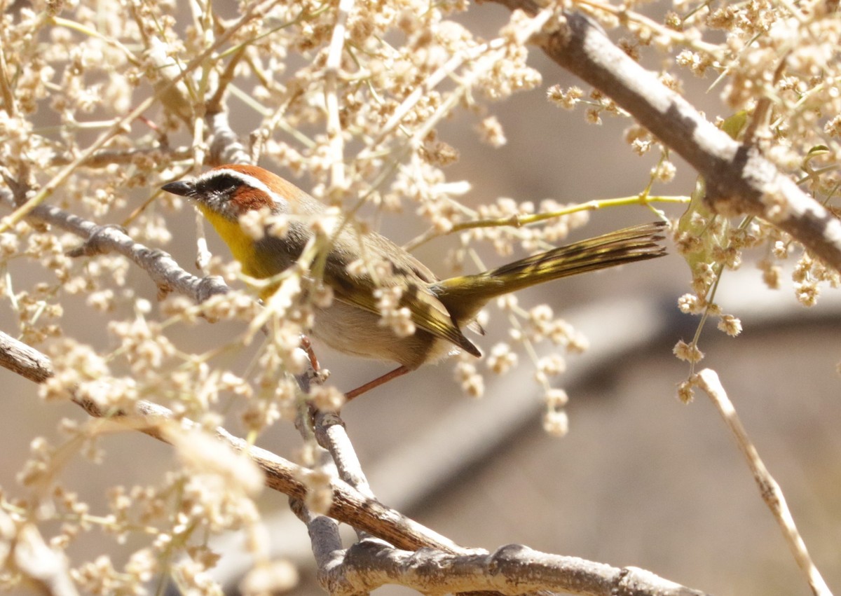 Rufous-capped Warbler - ML616275270
