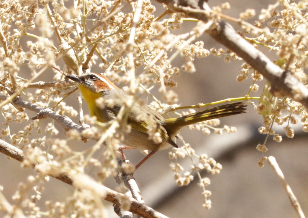 Rufous-capped Warbler - ML616275271