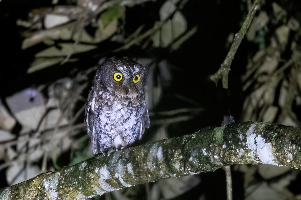 Mindanao Scops-Owl - ML616275277