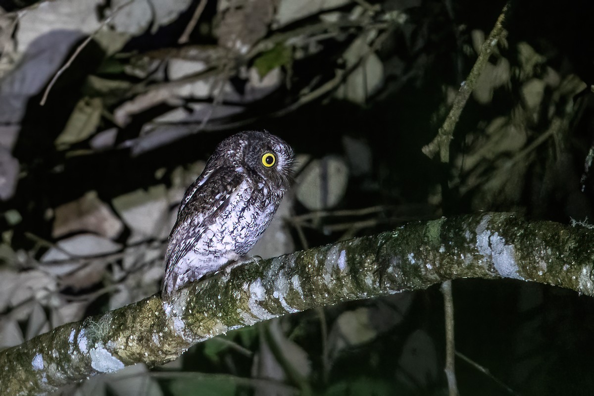 Mindanao Scops-Owl - ML616275278