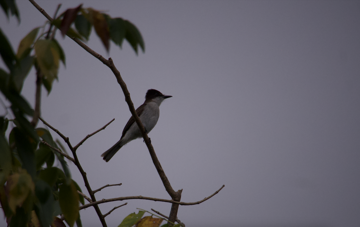 Loggerhead Kingbird (Puerto Rico) - ML616275305