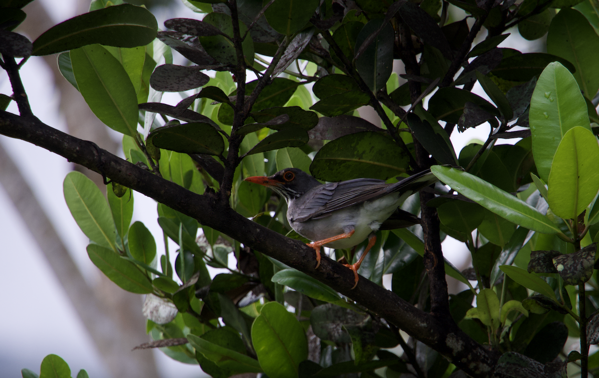 Red-legged Thrush (Antillean) - ML616275311