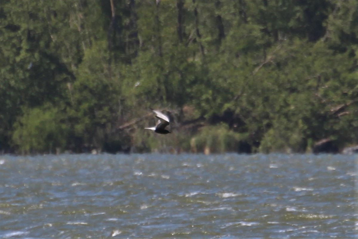 White-winged Tern - ML616275334