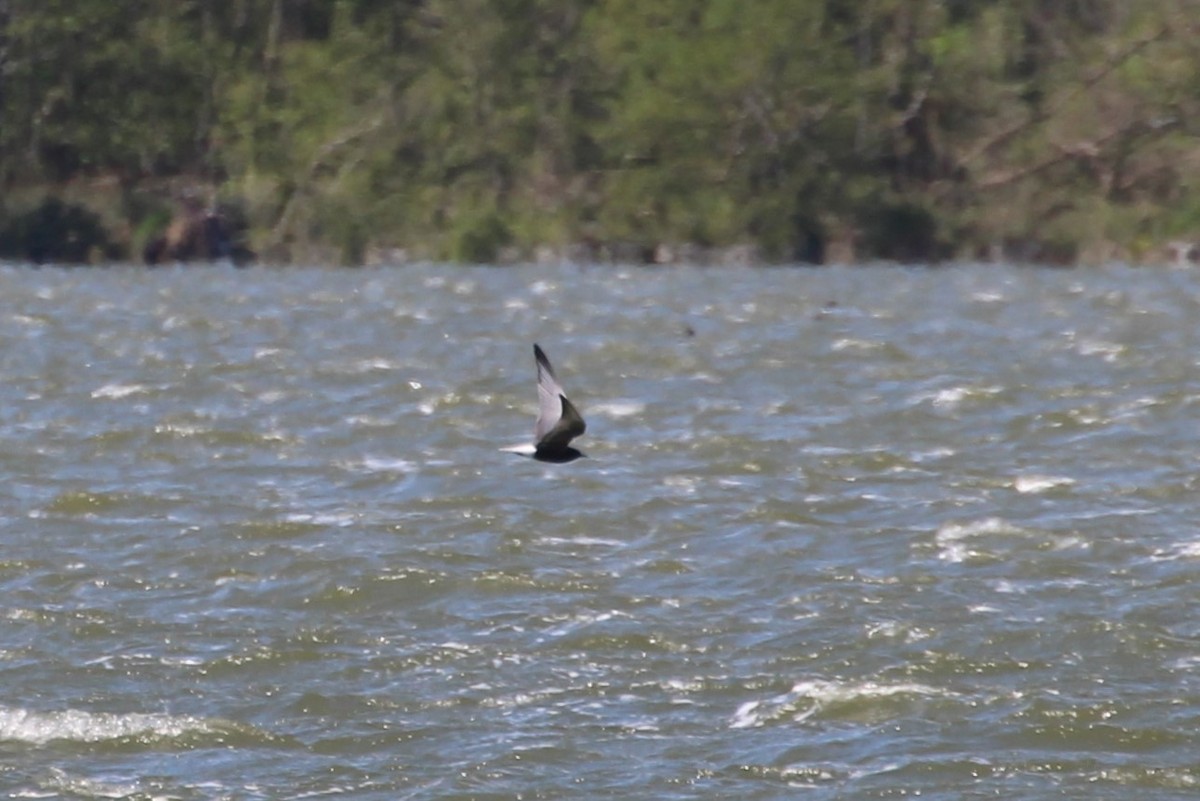 White-winged Tern - ML616275335