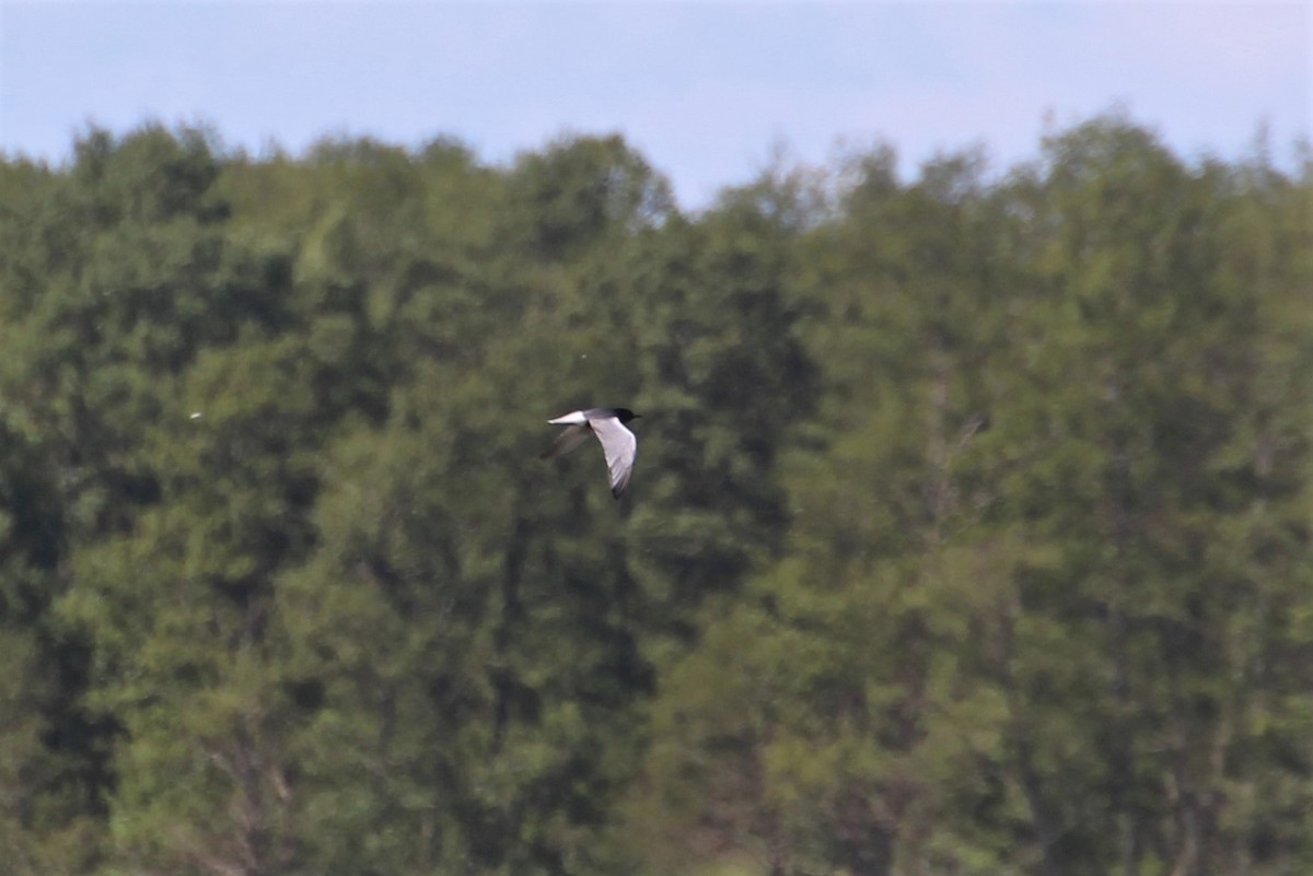 White-winged Tern - ML616275337