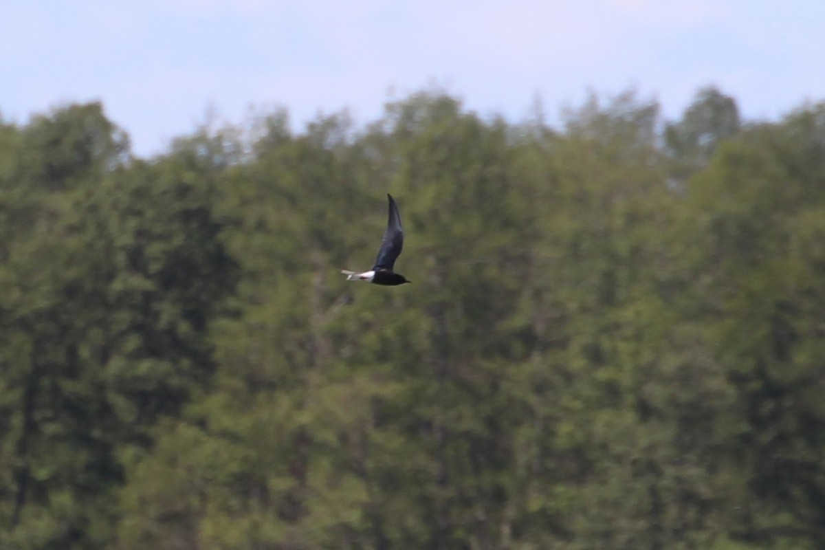 White-winged Tern - ML616275338