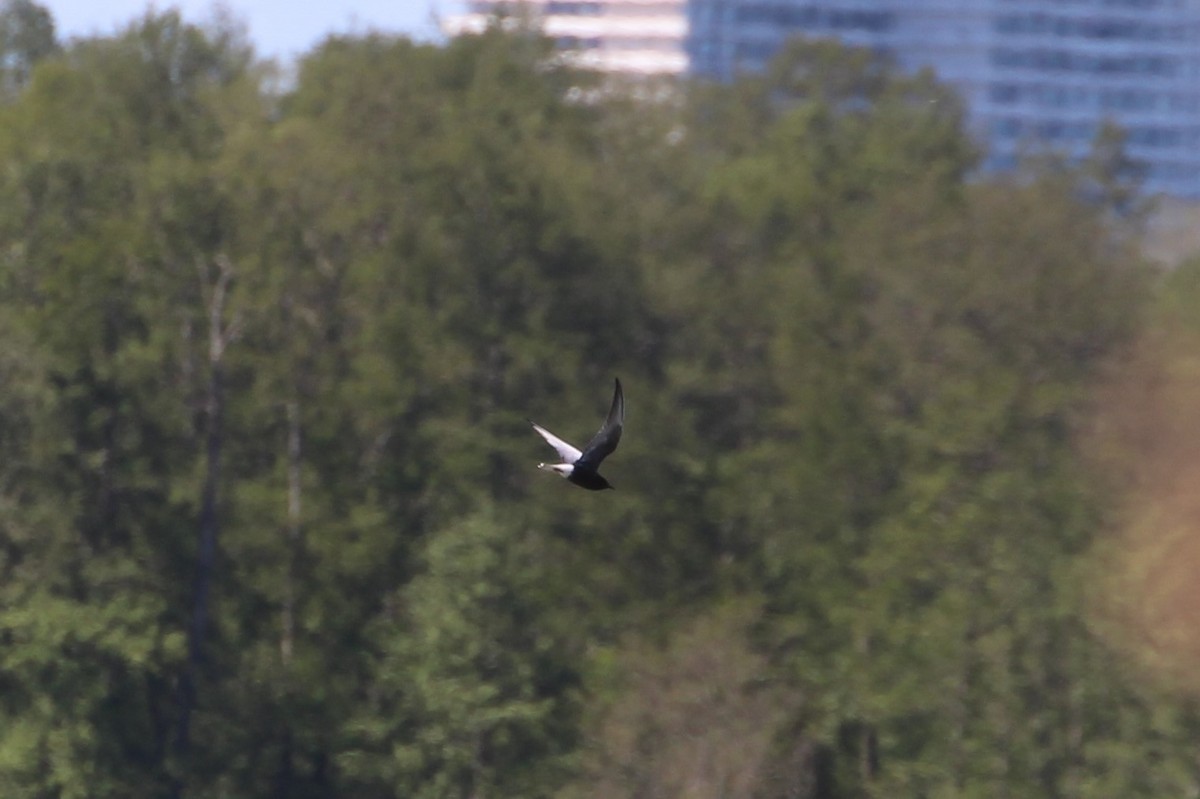 White-winged Tern - ML616275339