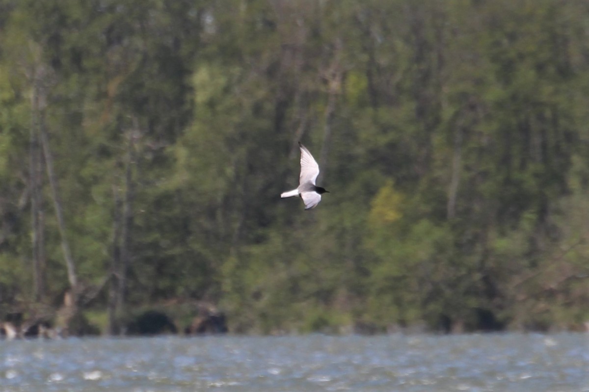 White-winged Tern - ML616275341