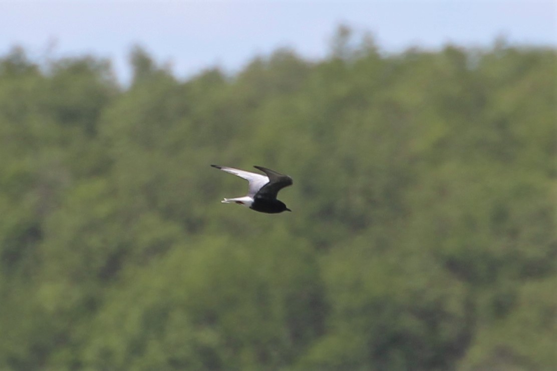 White-winged Tern - ML616275343