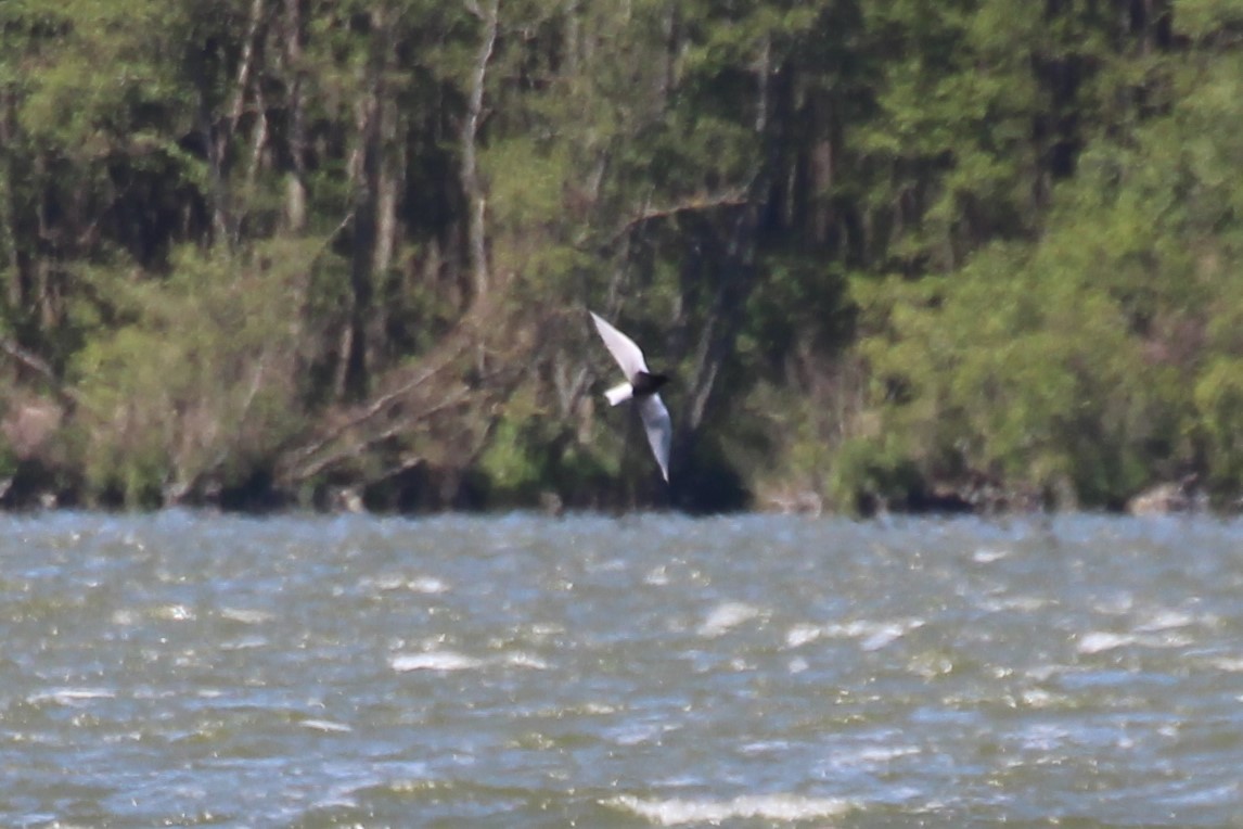 White-winged Tern - ML616275344