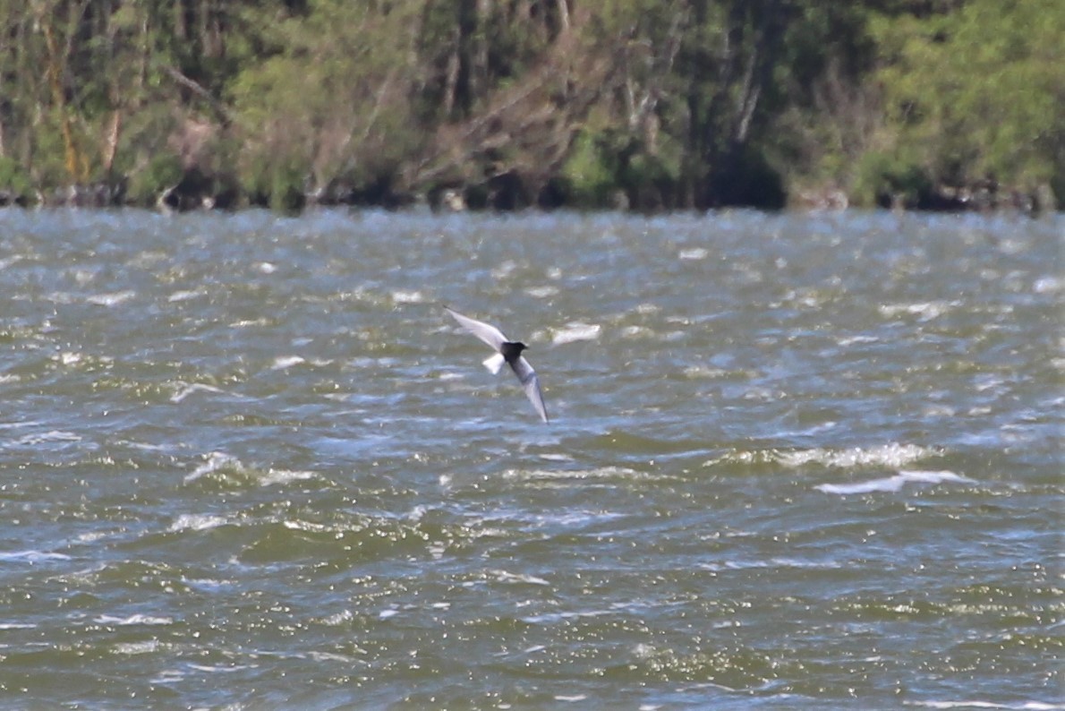 White-winged Tern - ML616275345