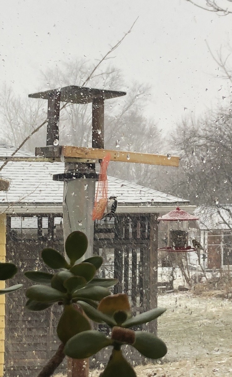 Downy Woodpecker - ML616275356