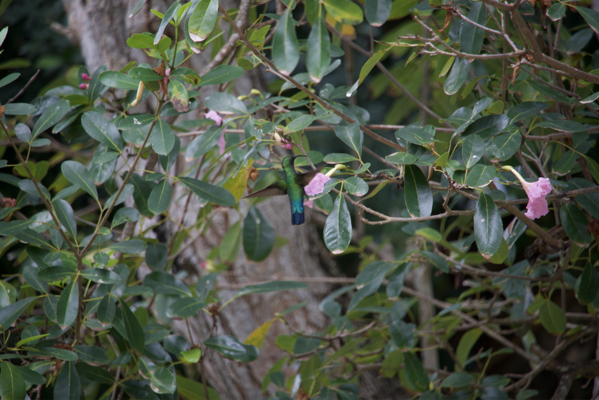 Green-throated Carib - ML616275423