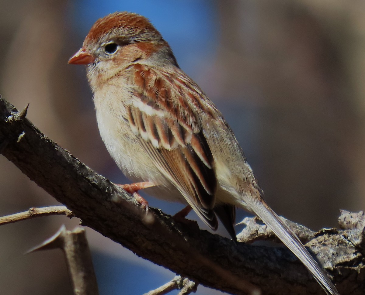 Field Sparrow - ML616275500