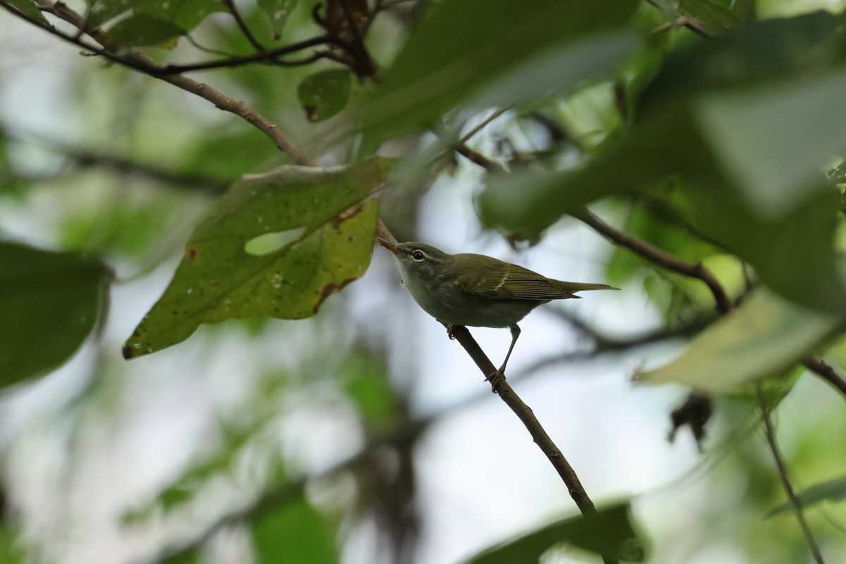 Ijima's Leaf Warbler - 萍佳 鍾
