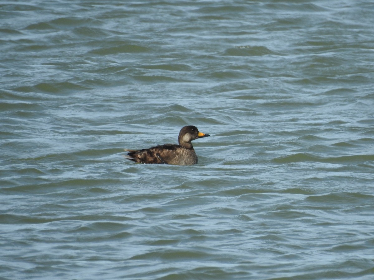 Black Scoter - ML616275512