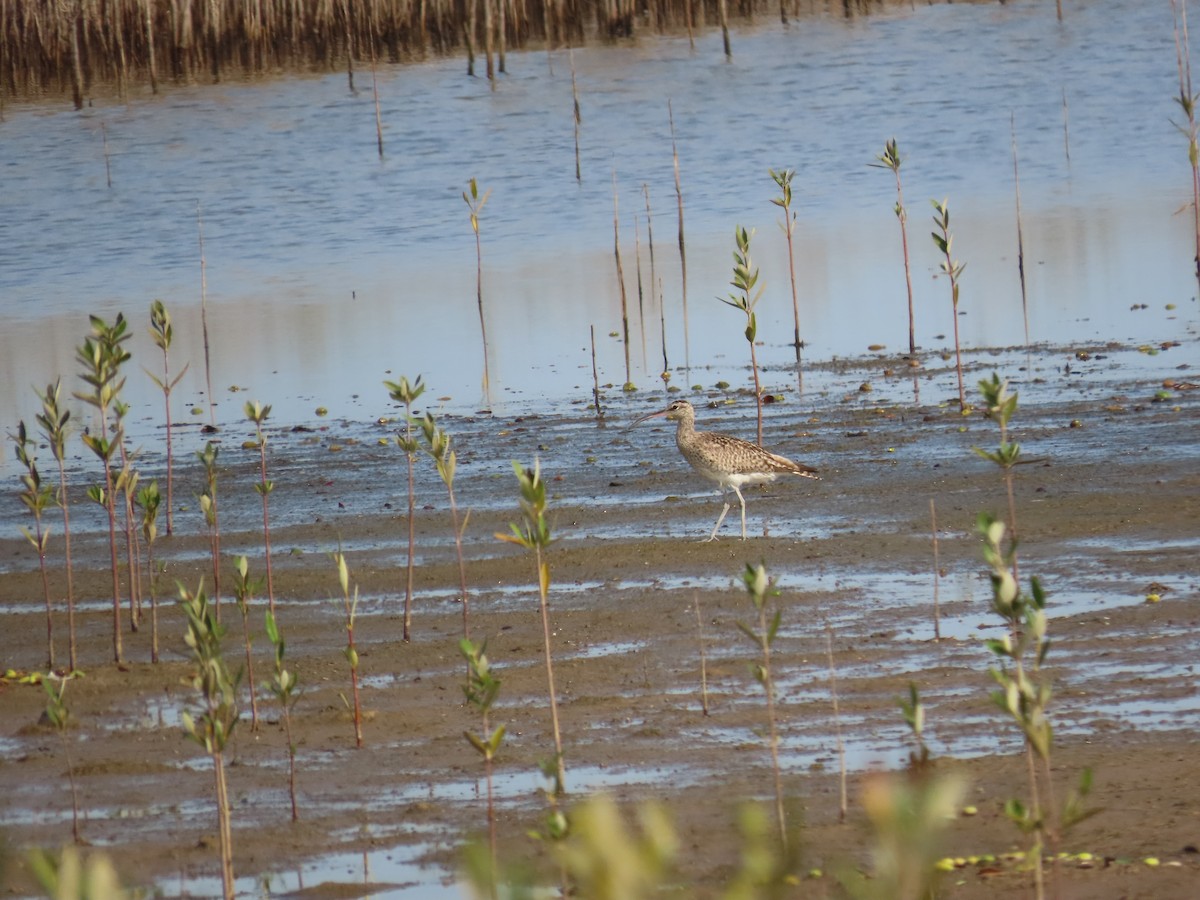 Whimbrel - ML616275554