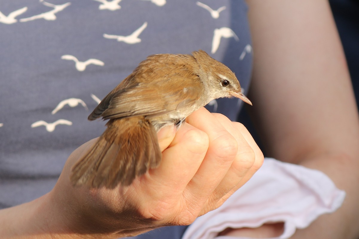 Cetti's Warbler - ML616275567