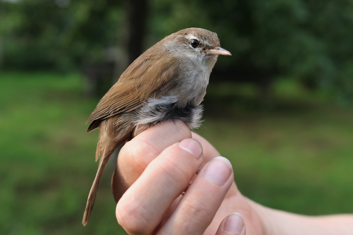 Cetti's Warbler - ML616275569