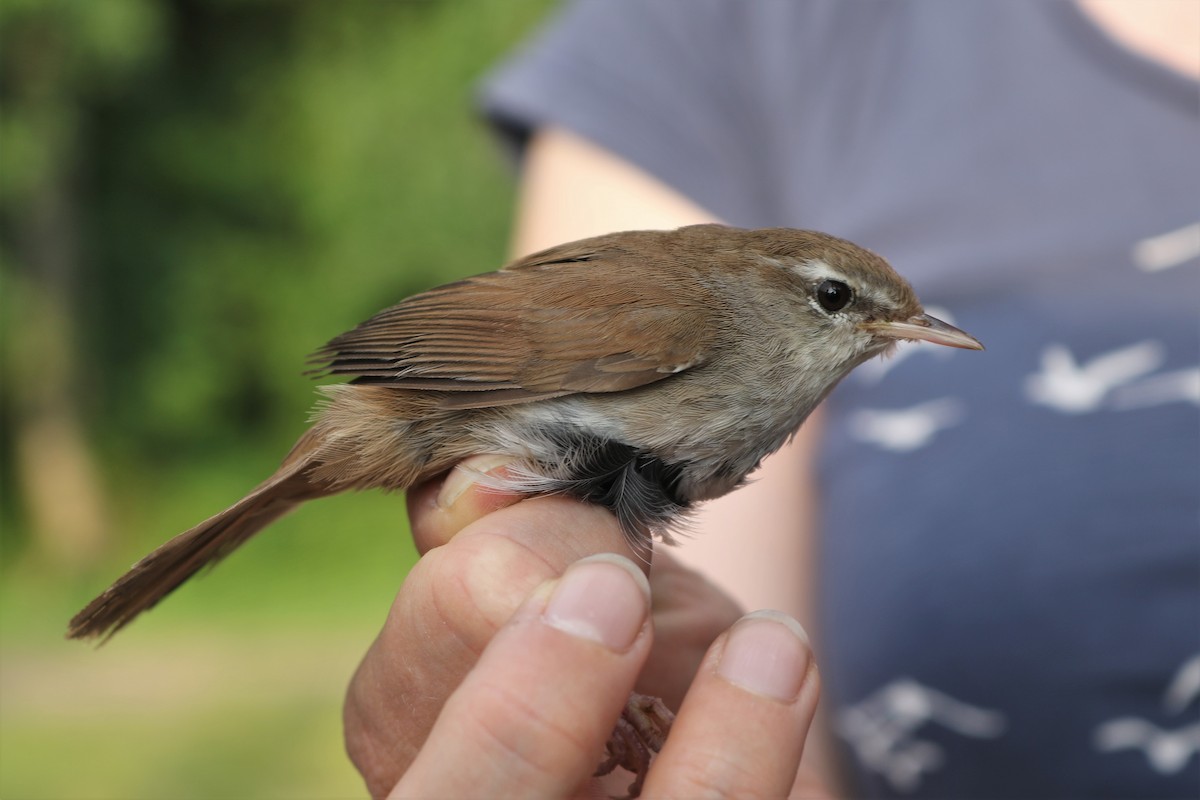 Cetti's Warbler - ML616275571