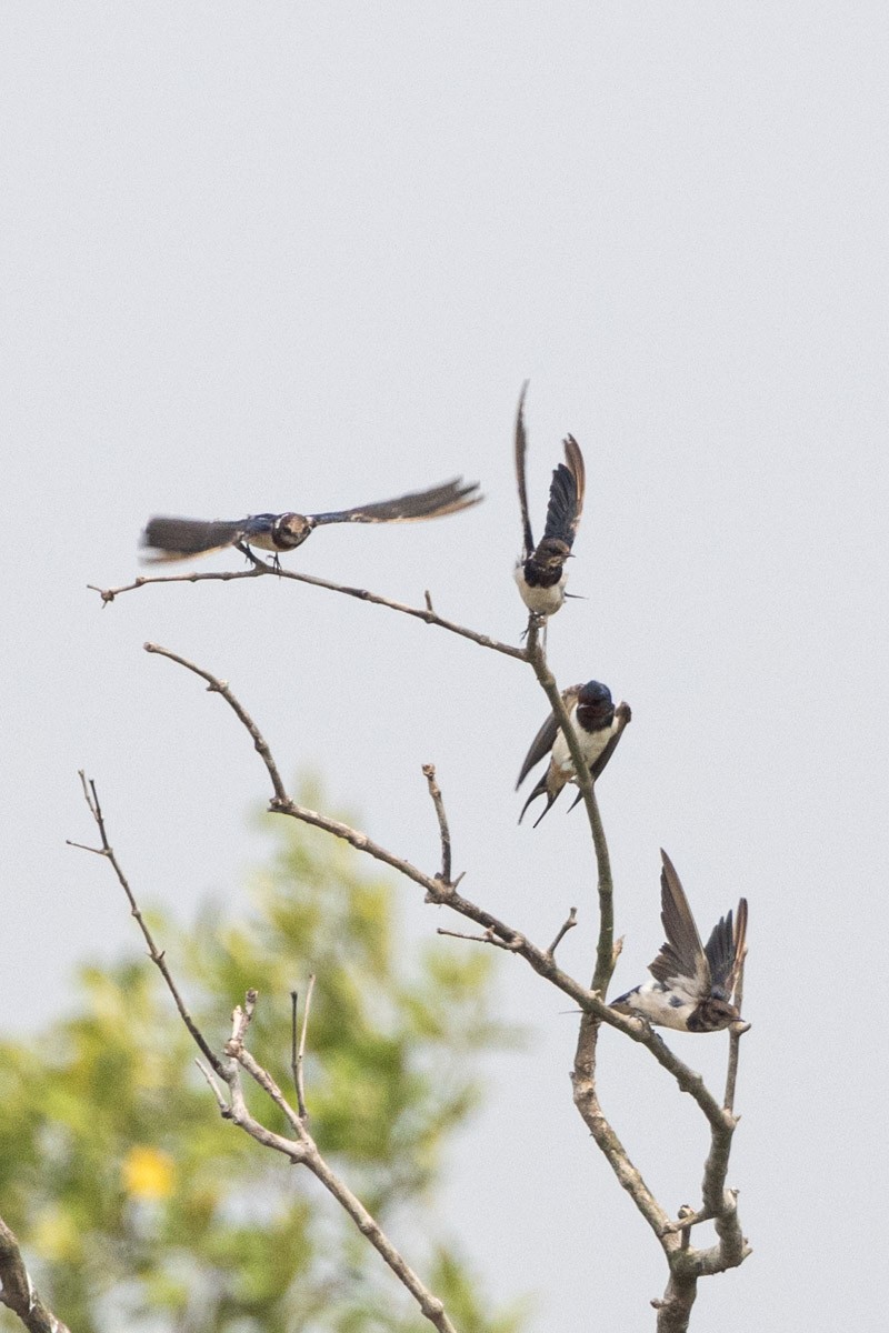 Barn Swallow - Uday Agashe