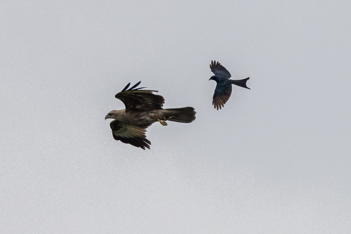 Bronzed Drongo - Uday Agashe