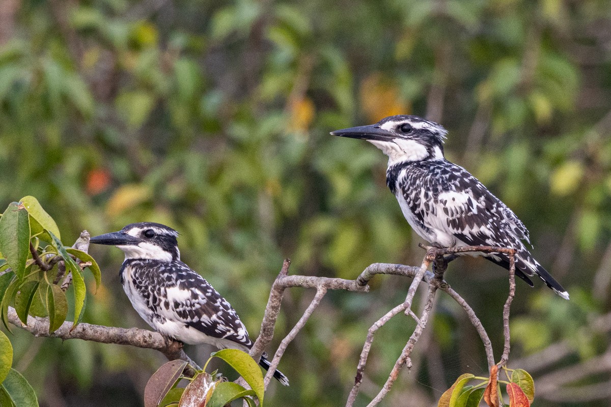 Pied Kingfisher - ML616275615