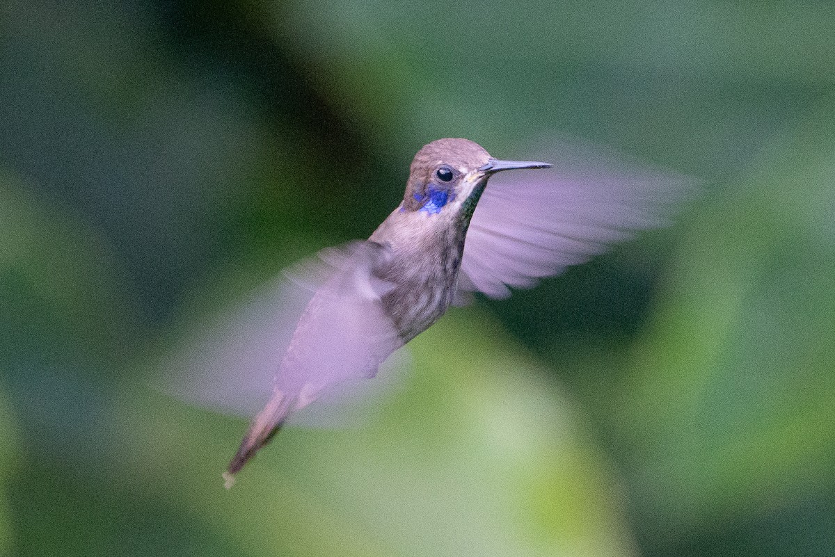 Brown Violetear - ML616275731