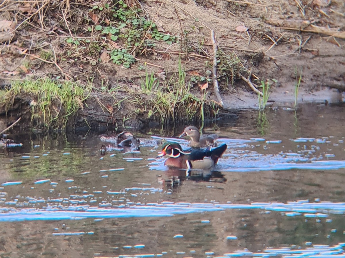 Wood Duck - ML616275760