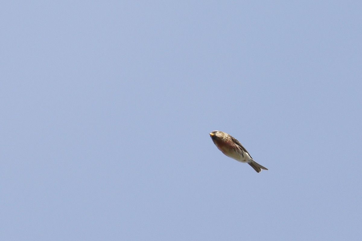 Lesser Redpoll - ML616275776