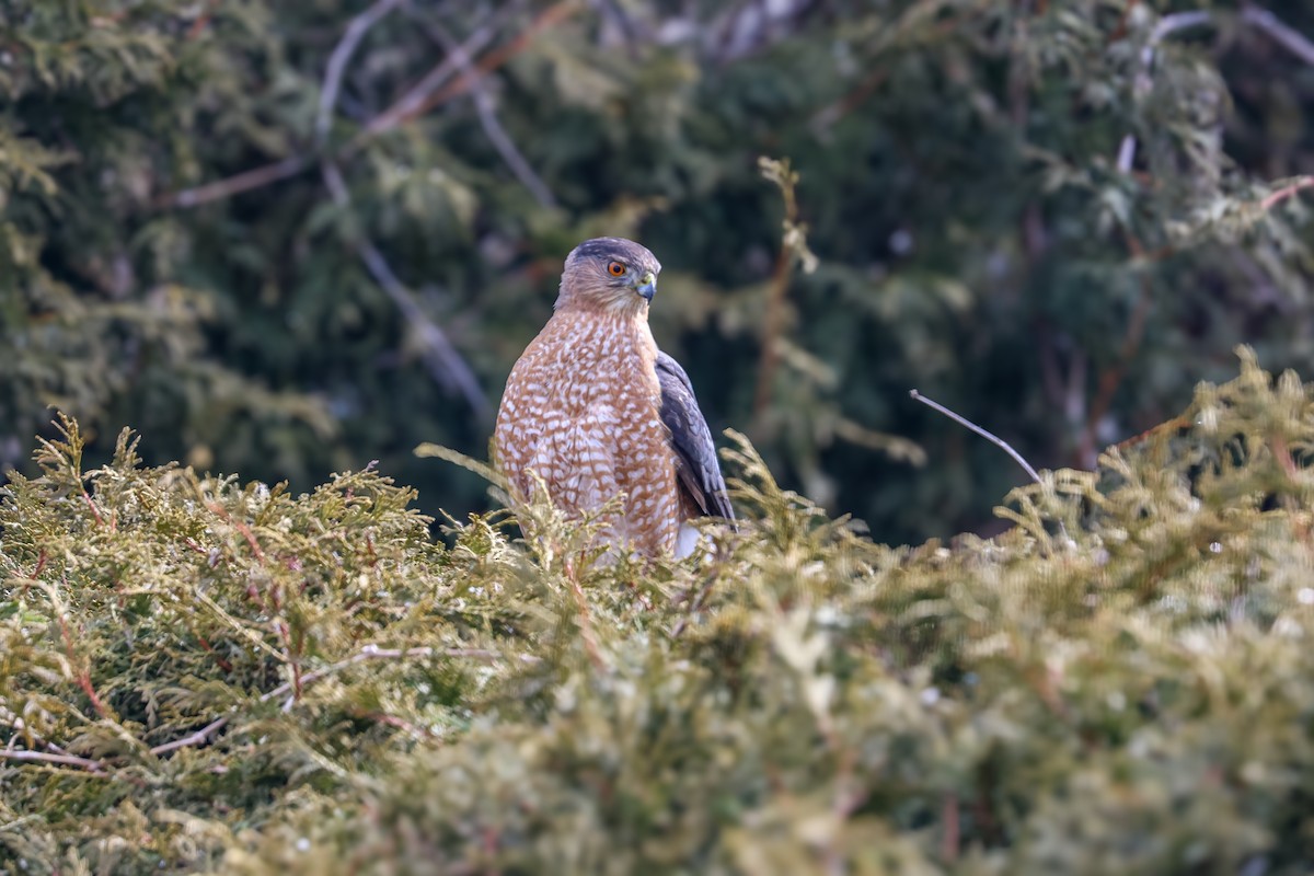 Cooper's Hawk - ML616275778
