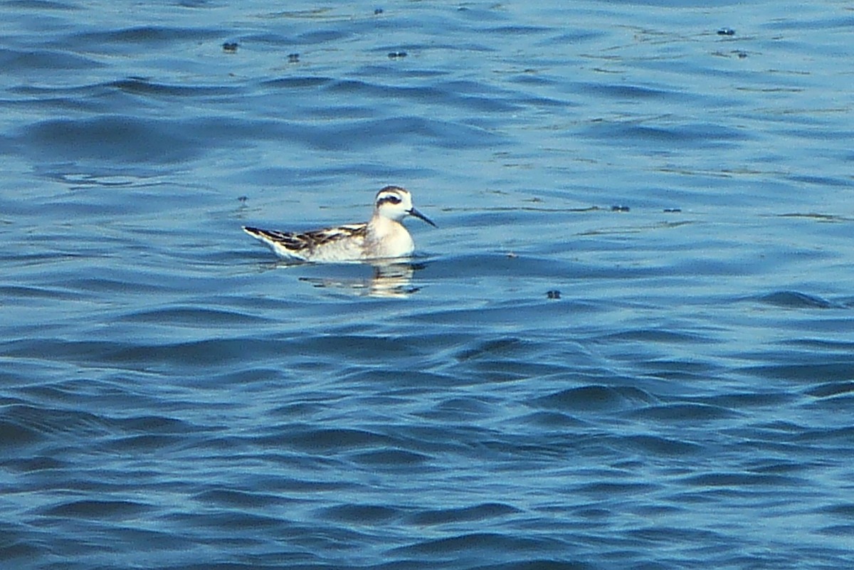 Red-necked Phalarope - ML616275787