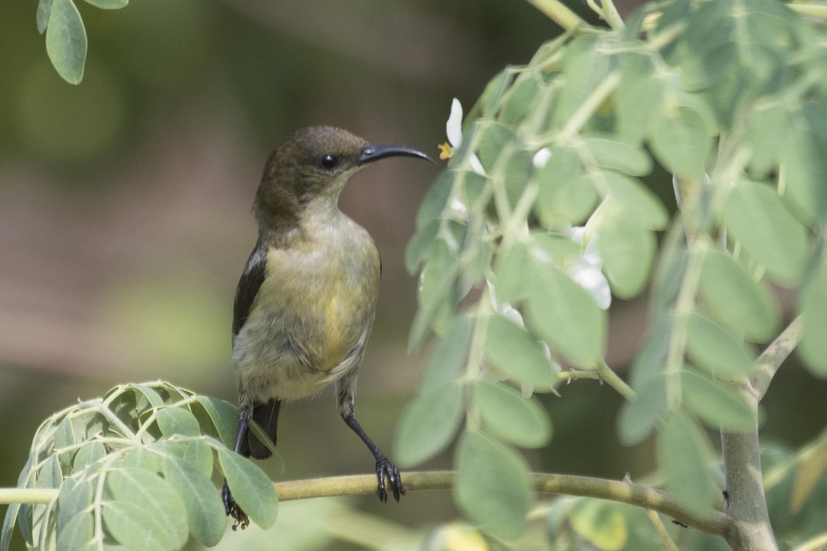 Loten's Sunbird - SOVON PARBAT