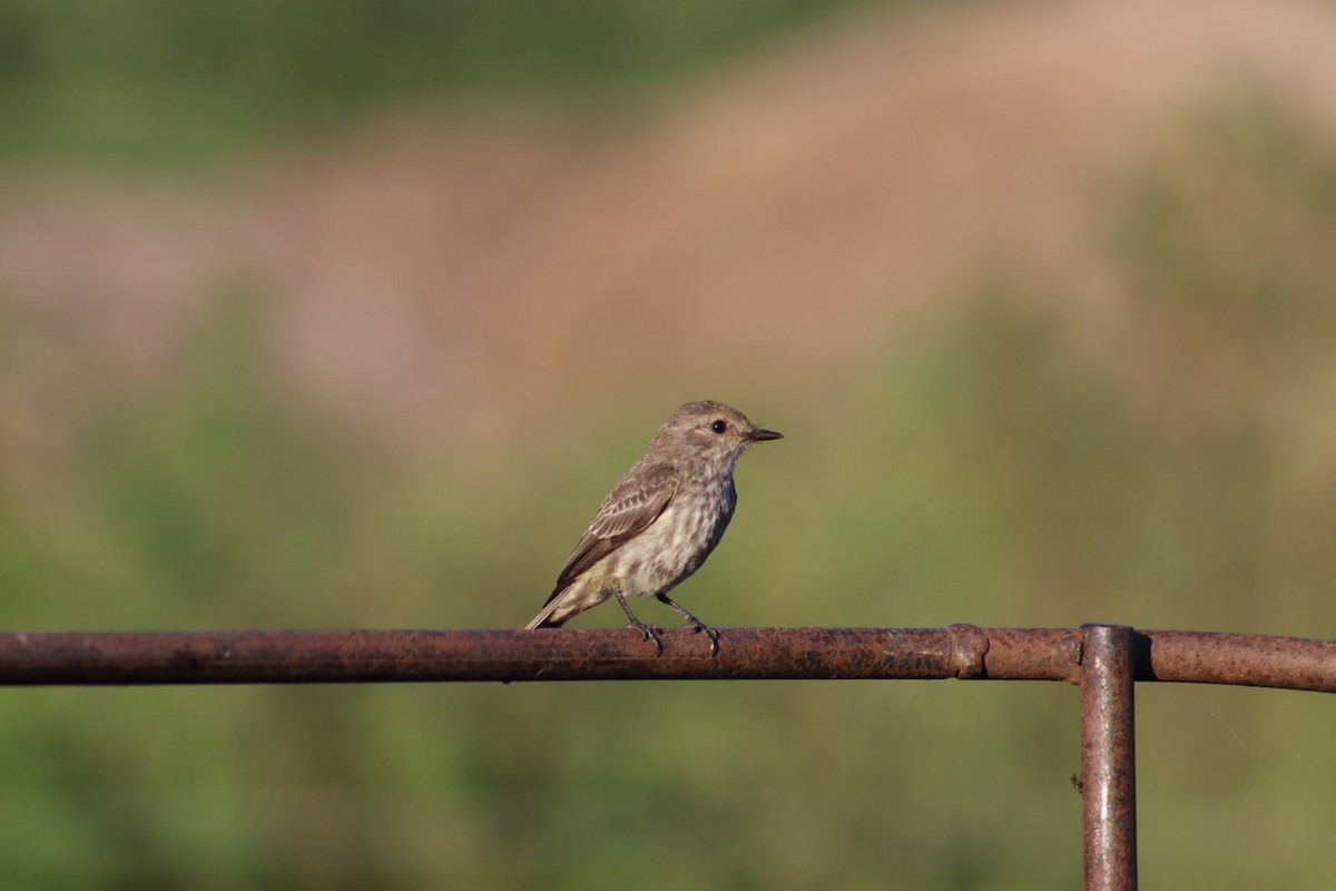 Vermilion Flycatcher - ML616275894