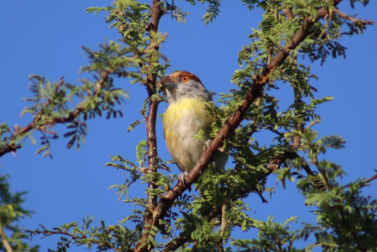 Rufous-browed Peppershrike - Valentin Regis