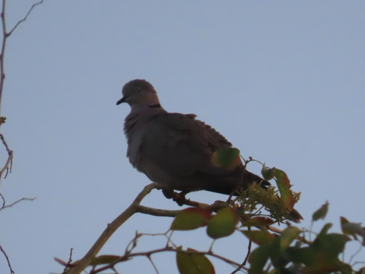 Eurasian Collared-Dove - Ute Langner