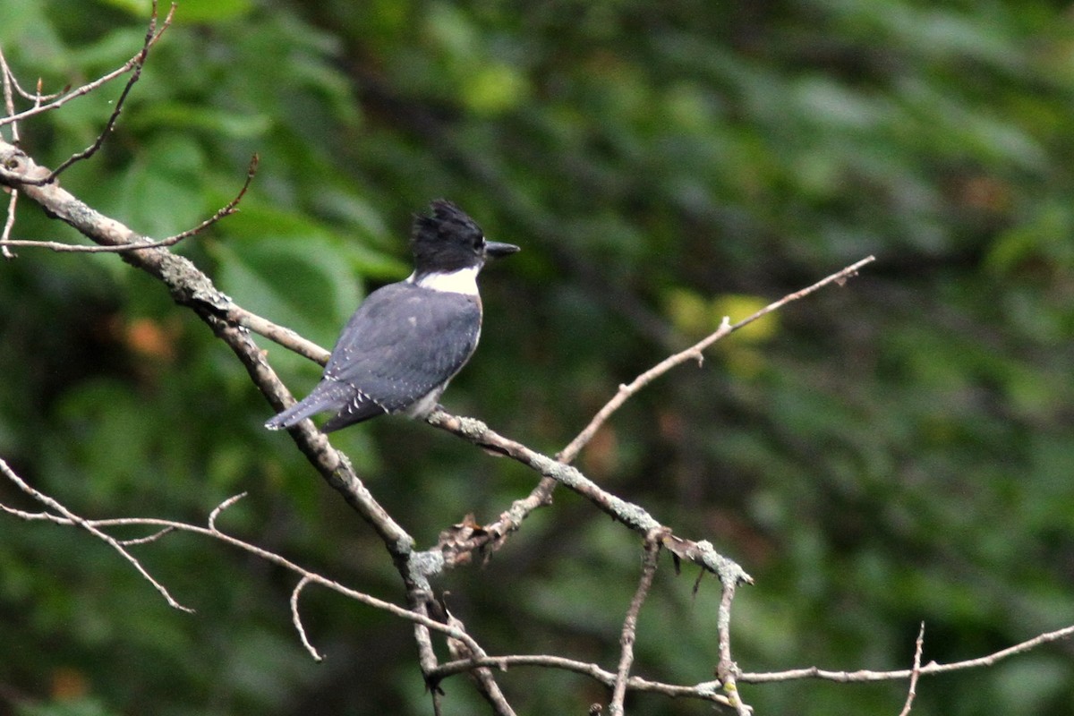 Belted Kingfisher - ML616275920