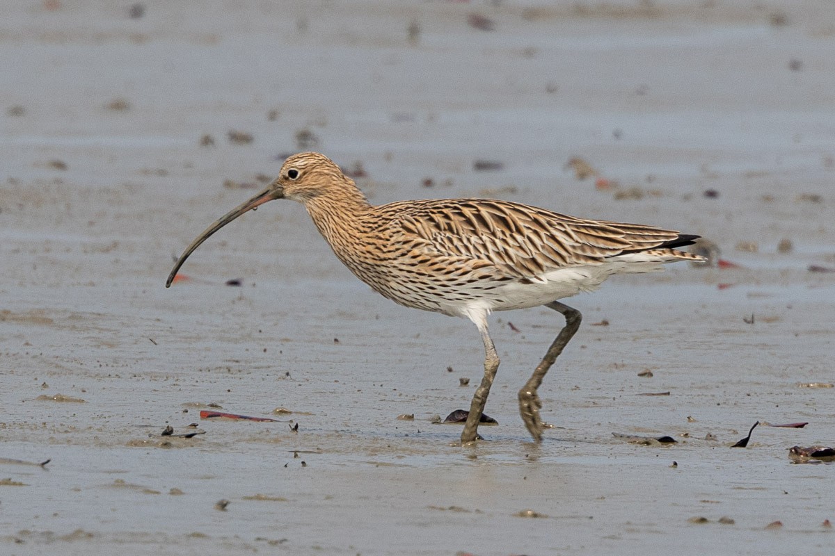 Eurasian Curlew - ML616275936