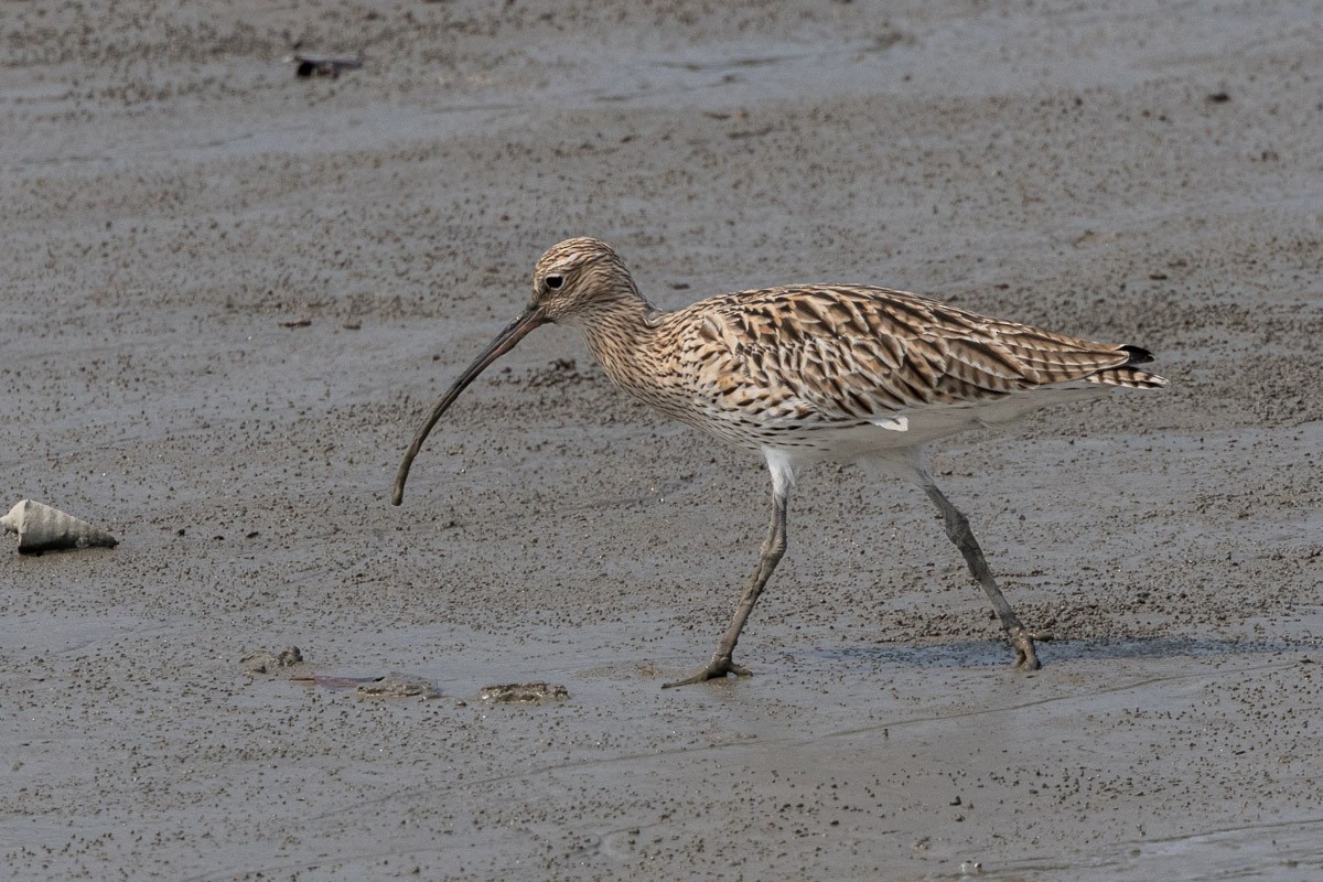 Eurasian Curlew - ML616275938