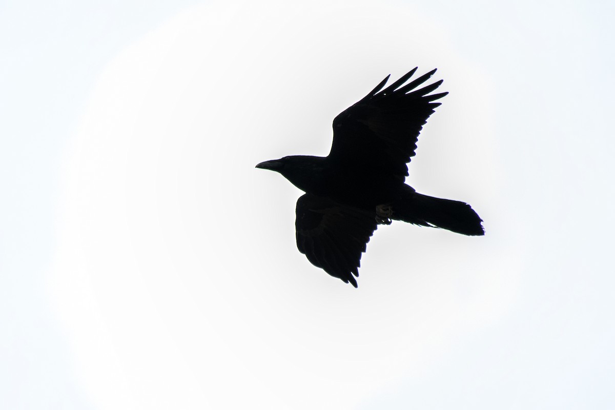 Common Raven - ML616275957