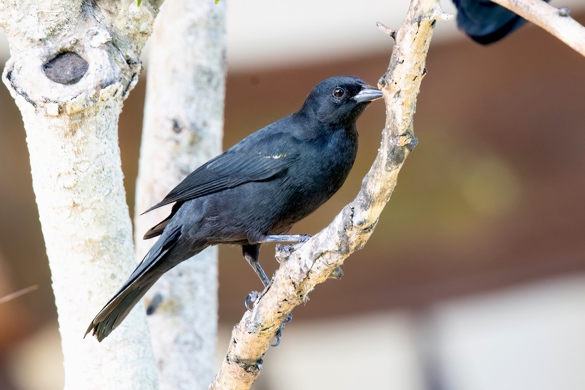 Yellow-shouldered Blackbird - Sue Barth